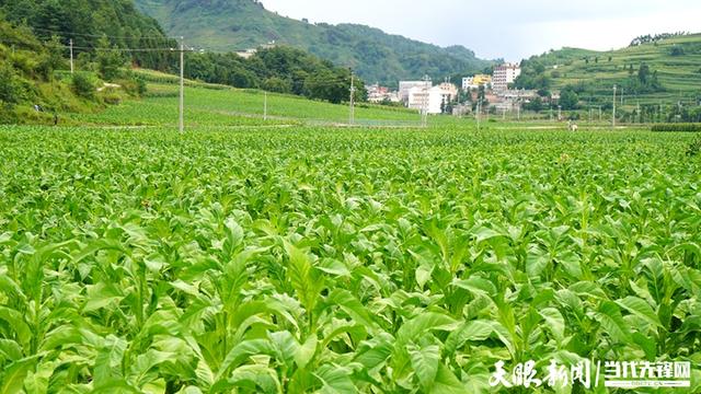 李英敏：种植“黄金叶” 顶起半边天