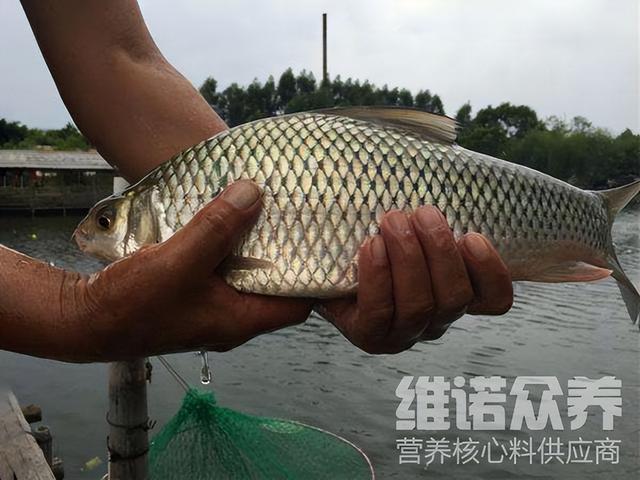 鲮鱼喂什么，自己做鱼饲料配方