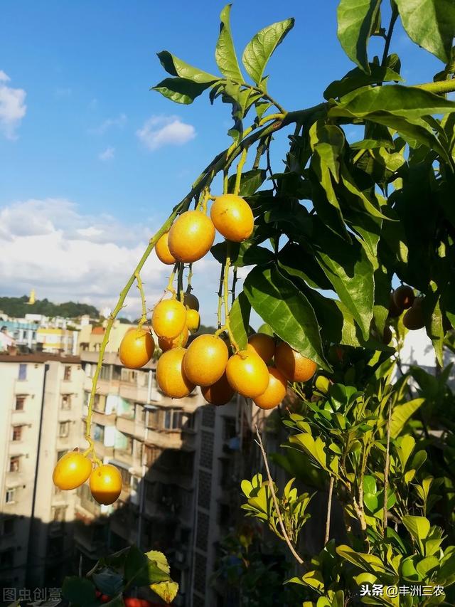 黄皮病害及其防治技术，高效的种植方法，下面这些知识点都要牢记