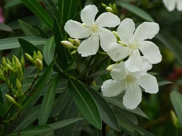 温柔恬静花朵繁茂的柳叶桃，夹竹桃这么养护，叶片翠绿情意浓