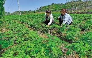 本溪中草药种植面积(本溪明山区台地村打造草药之村促农民增收)