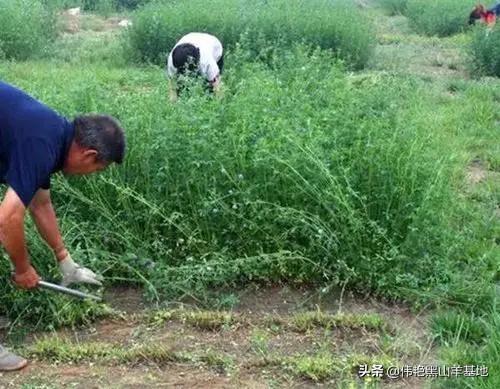 养殖黑山羊，有一种豆科牧草，产量高、营养丰富