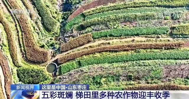 全国各地陆续进入收获季 田间一幅喜人的秋收图景