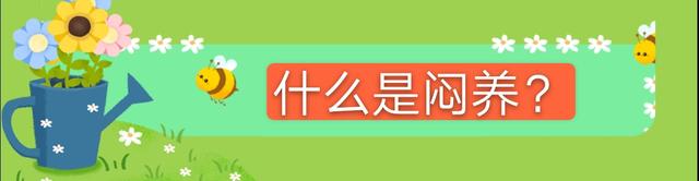 多肉玉露冬季不会养？教你闷养玉露，30天可以让玉露晶莹剔透