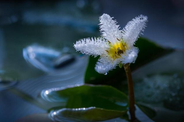 适合水培的5种花卉，好看又好养，干净有格调，不要错过了