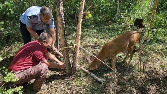 大兴安岭松岭区：小狍子犄角被套无法挣脱 民警救助放归山林