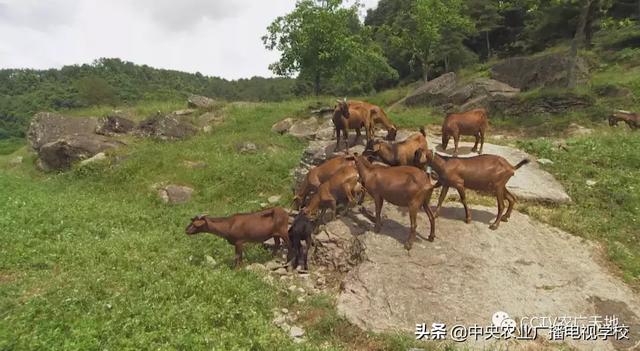 【农广天地】春暖花开，听暖心的故事，品地道的黄羊美食