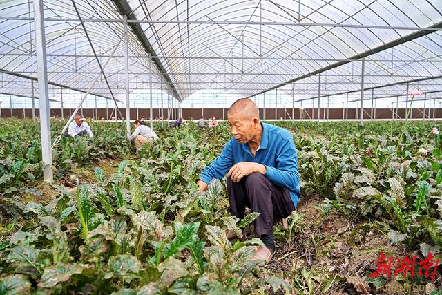 永和镇：美丽经济花正开 乡村振兴谱新篇