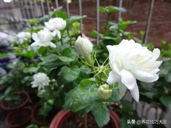 茉莉、菊花可别“乱送人”，这些讲究要知道