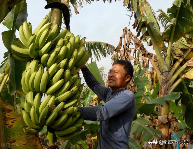 央视的这套节目，到底是致富经还是“致负经”？为啥农民一试就赔