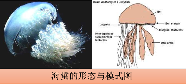 【特色水产】海蜇到底有多神秘？现已突破全人工养殖技术