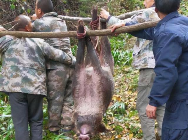 四川2万头野猪泛滥成灾，捕猎队两天仅杀8头，难度究竟有多大？