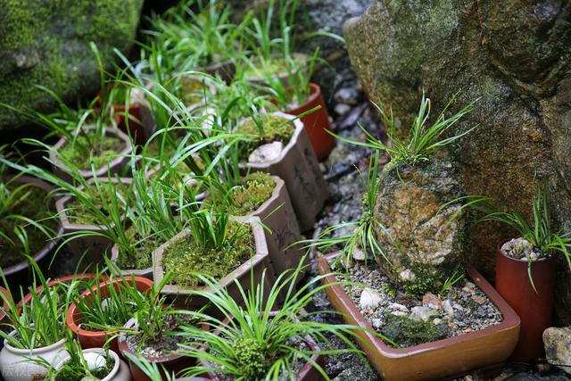 端午节话菖蒲，剃头修根剪叶片，新叶芽青翠欲滴、生机盎然