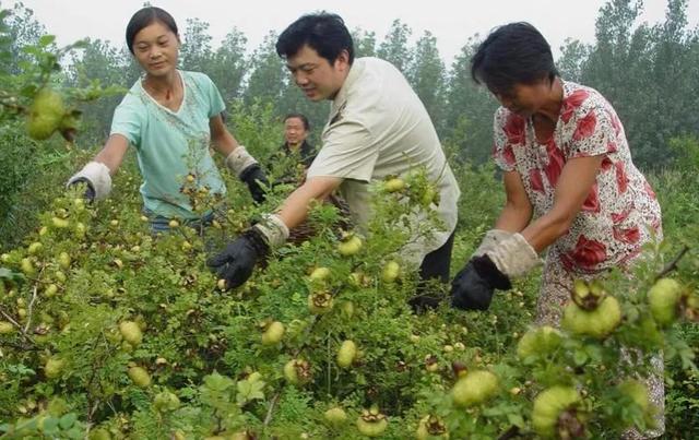 你们说农村养什么挣钱？