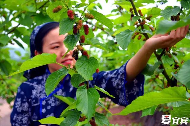 巴适！宜宾又到钓着龙虾吃桑per的季节！地图来了，快收藏~