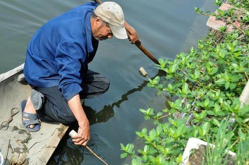 农村老手稻田钓野生鳝鱼，老农民利用独特技巧，收获丰满