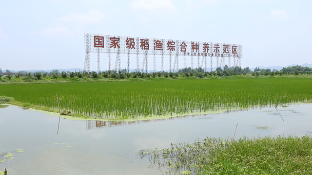 什么？邛崃也可养殖“澳龙”？没错！就在羊安街道……