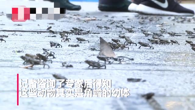 贵阳：景点马路上遍布小青蛙，现实版“旅游青蛙”预警什么？