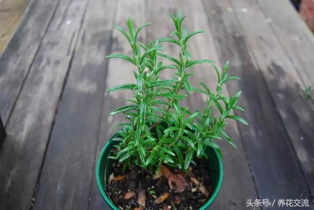 这6种养窗台上的盆栽香草植物能轻松繁殖