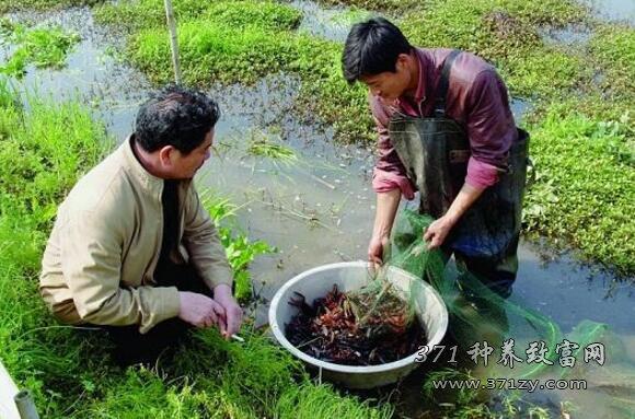 龙虾要想产量高质量好，饲养方法很关键，老手也要看这里