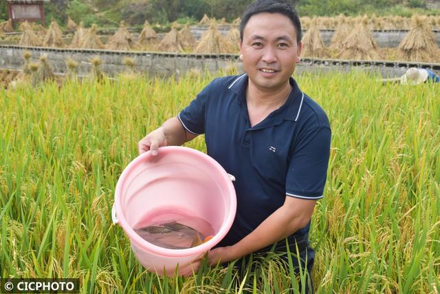 多种养殖助增收