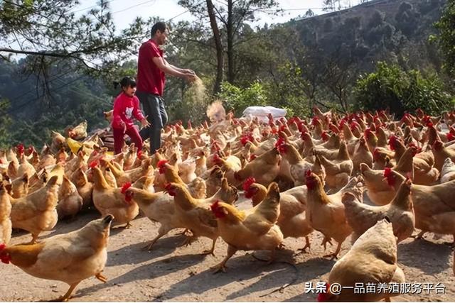 饲料继续降价，但一不利因素已形成，今年的家禽养殖比想象的还难