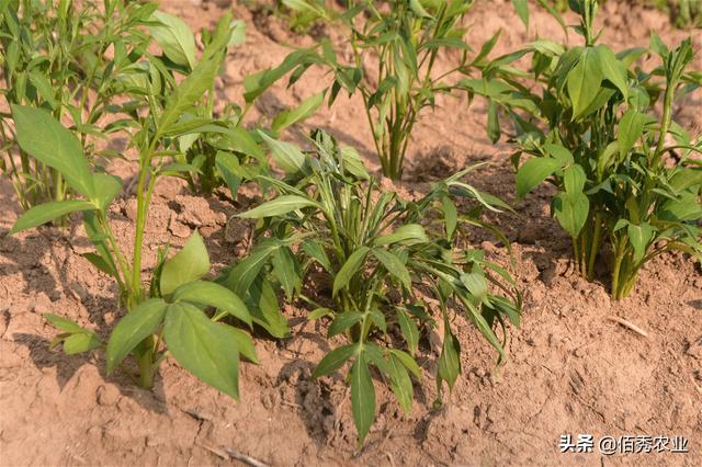 农民种植中药材，田间管理繁琐，稍有不慎就会影响产量