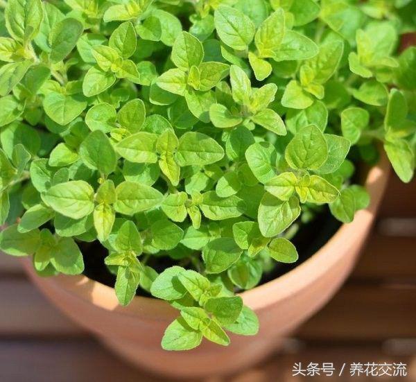 6种可以经常掐来吃的盆栽蔬菜，种阳台上就能不断收获