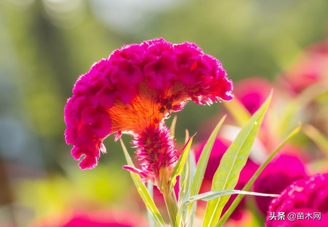 鸡冠花如何栽培养护