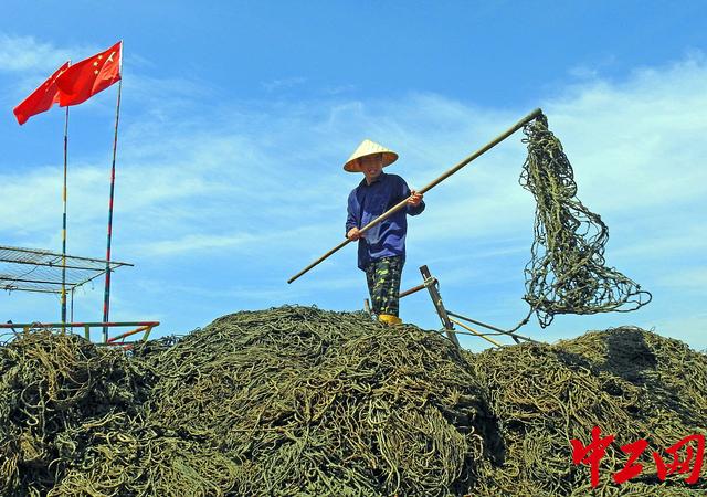 江苏：养殖户清洗网帘 备战紫菜养殖