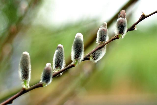 银柳不仅过年增添节日的氛围，它还是治理和防止沙尘暴的功臣