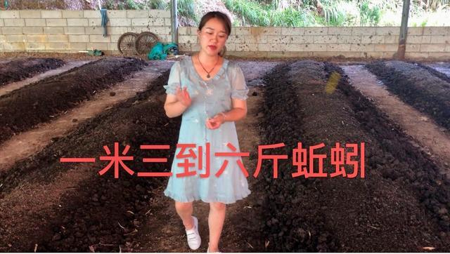 蚯蚓小妹：新手篇；人工养殖蚯蚓如何安排养殖密度？