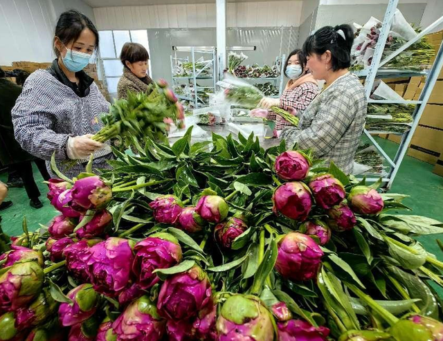 全国每十枝芍药鲜切花为啥有七枝姓“菏”？