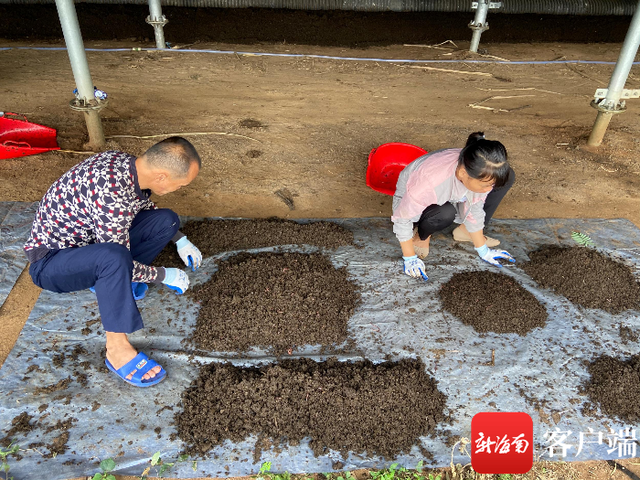 海口甲子镇蚯蚓生态养殖示范基地助推村集体经济收入“第一桶金”