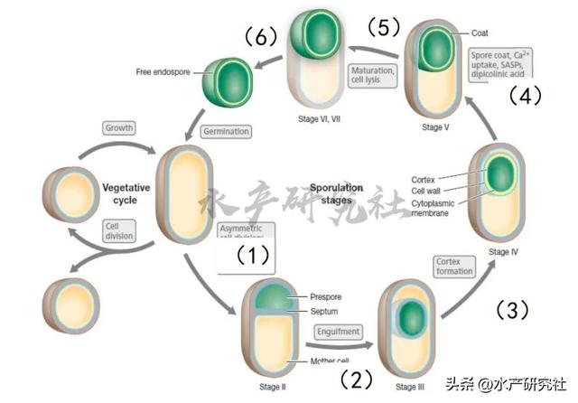 芽孢杆菌水产养殖少不了，液态高浓缩枯草芽孢杆菌您用过么？