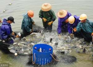 罗非鱼海水养殖(如何提高罗非鱼养殖效益？集约化养殖技术介绍)