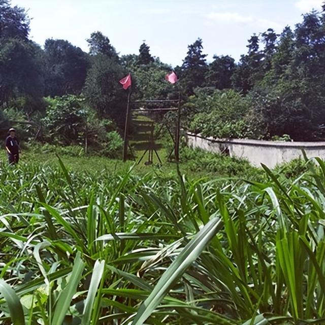 黑山羊养殖牧草种植高效套作的方法，甜象草套作黑麦草