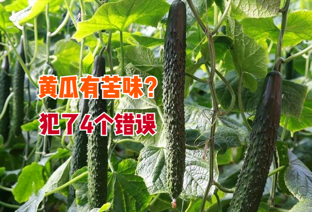 黄瓜有苦味咋回事？种植黄瓜避开4点误区，结瓜多、口感好