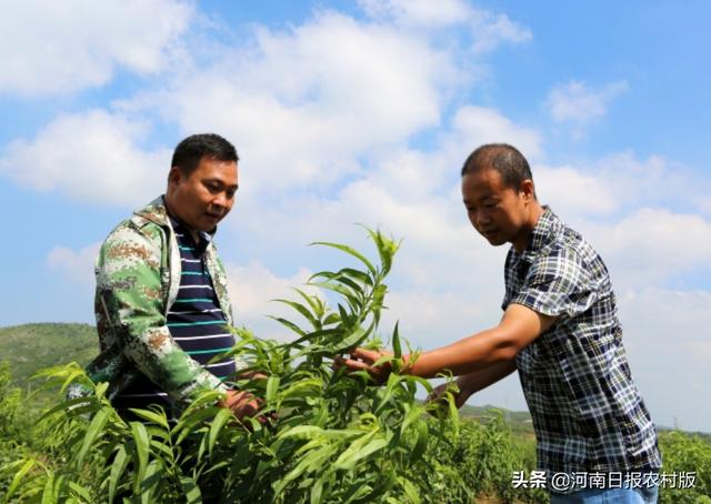 安阳：开农用三轮帮村民卖产品，致富路上，安河村第一书记梁海国与乡亲们并肩奔跑