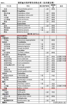 未来石金钱龟养殖前景(石金钱龟行情回暖或恐成真，龟市恐将迎来春天)