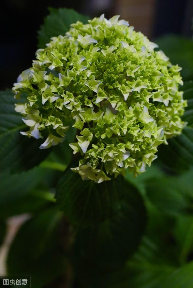 绣球花，扦插方便种植简单，掌握这几点来年花开满枝头