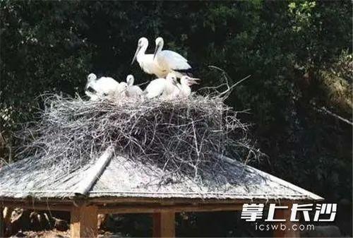 陆生野生动物全面禁食！养殖的青蛙、蛇今后还能吃吗？