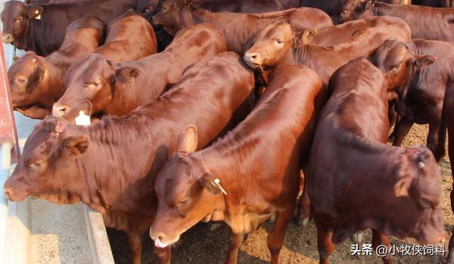 肉牛养殖技术和方法，养肉牛的方法和技术，新手养牛一定要学会！