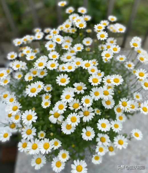 花量超大还特别好养的白晶菊，给点阳光就灿烂，文艺清新田园风