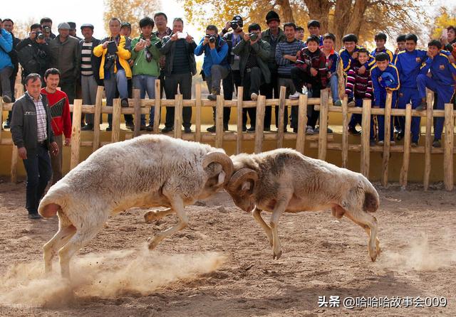 靠“斗羊”致富！这位养殖户不走寻常路，1年销售8000万！