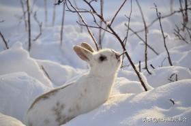 大雪封山猎捕野兔