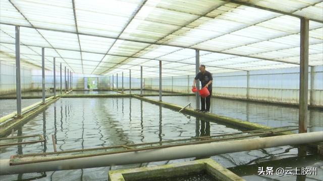 青岛联谊沽河生态养殖基地：引进淡水银鳕鱼养殖技术开拓致富新出路