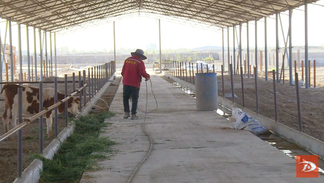 敦煌这个肉牛繁育基地即将建成投用！