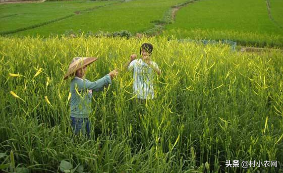 2020年种菜就种黄花菜，市场需求大、晒干就能卖，高产你会种吗？