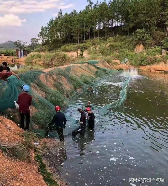 对虾高产的几种养殖模式，低成本处理残饵、粪便是关键